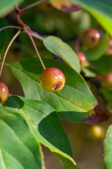 带领湖人豪 带领湖人豪